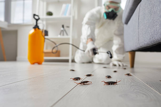 Commercial Rodent Management in Sandia Heights